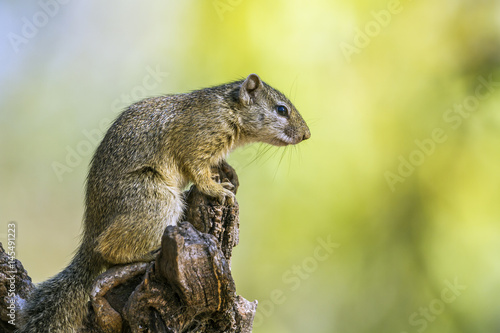 Smith bush squirrel in Kruger National park, South Africa © PACO COMO
