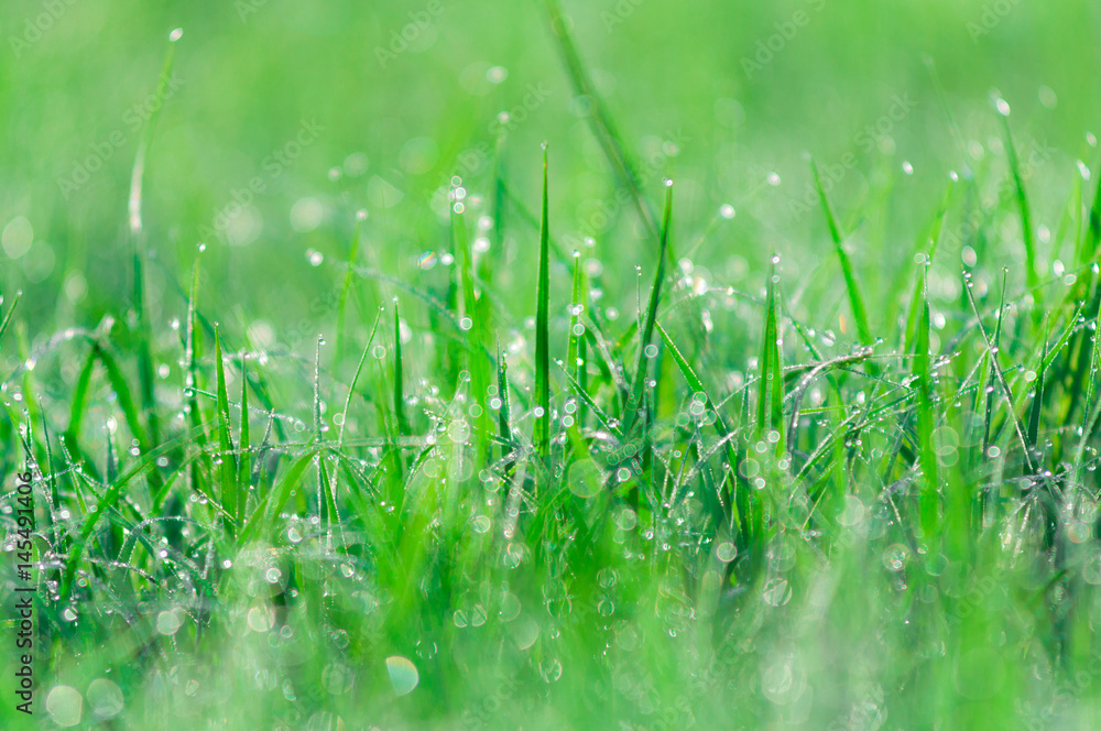 Obraz premium Abstract green natural background. Fresh spring grass with drops on natural defocused light green background.