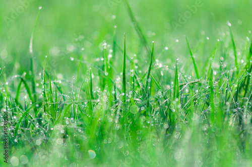 Abstract green natural background. Fresh spring grass with drops on natural defocused light green background.