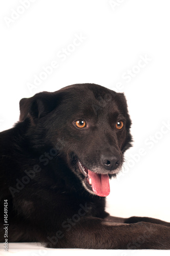 Mixed breed black dog portrait