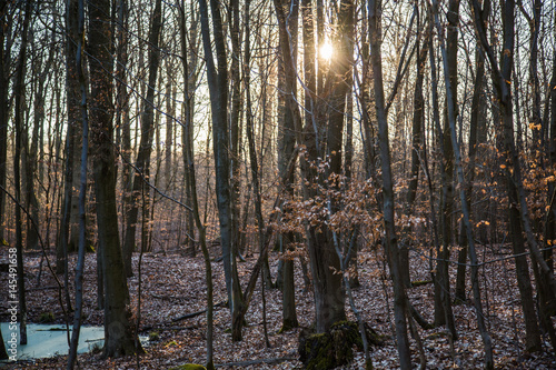 Im Buchenwald Grumsin, in der Schorfheide,Brandenburg © Dominik Rueß