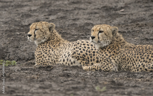 Cheetah Brothers