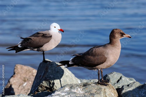 Two California gulls sit on jetty
