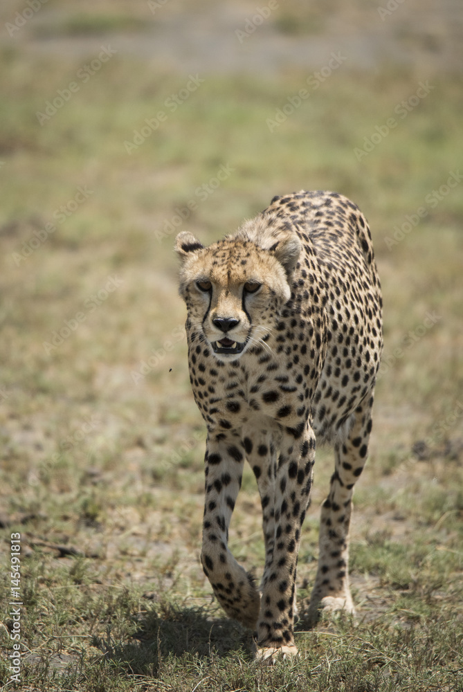 Oncoming Cheetah Oncoming Cheetah