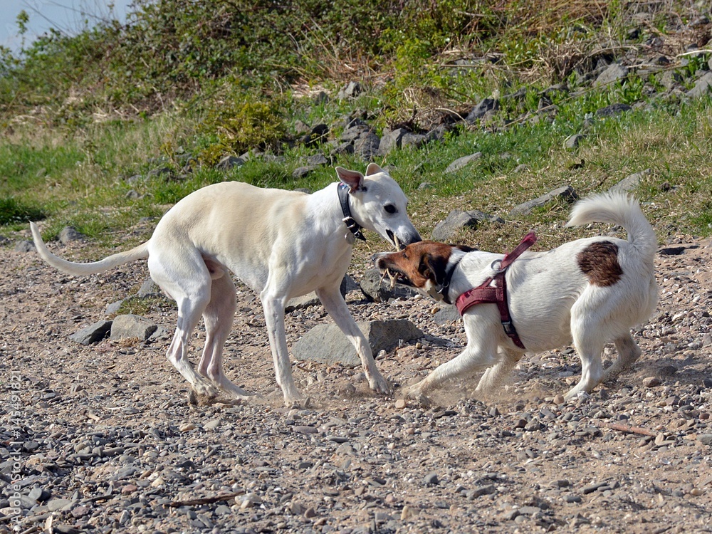 Zerrspiel Whippet und Terrier Zerrspiel Whippet und Terrier