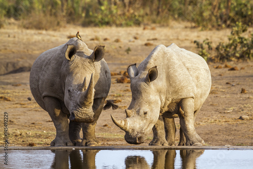 Southern white rhinoceros in Kruger National park  South Africa