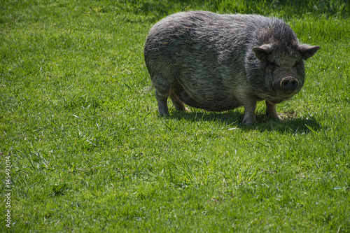 Pot Belly Pig 1