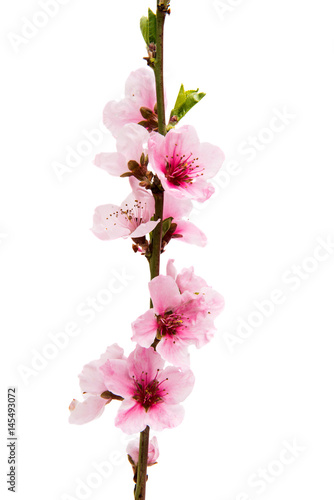 Sakura flowers isolated