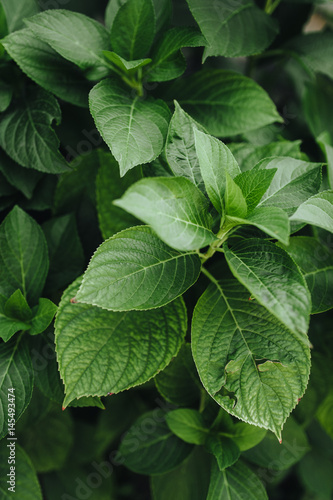 Green leaves of hydrangea closeup.