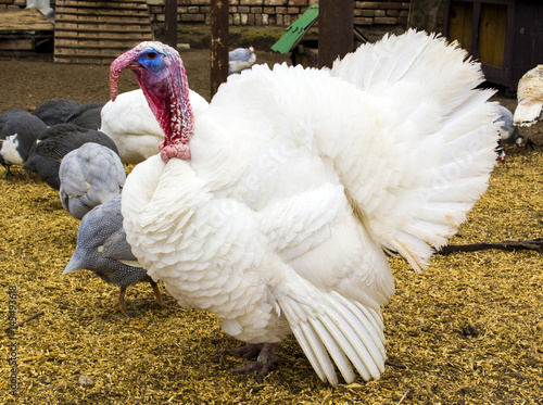 White turkey. turkey in the barnyard. turkey on a farm