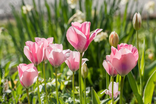 Fototapeta Naklejka Na Ścianę i Meble -  Rosa Tulpen im Gegenlicht 