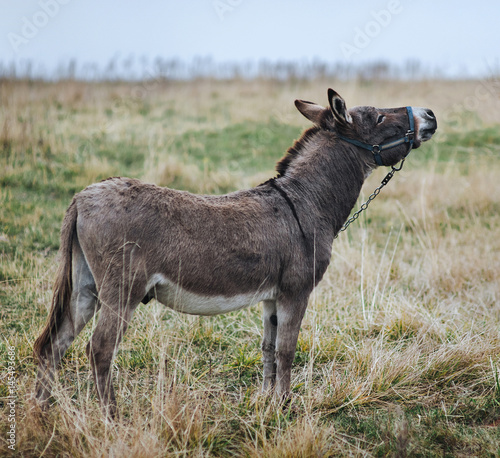 A lonely sad gray donkey, tied with a chain, stands in the field and looks up.