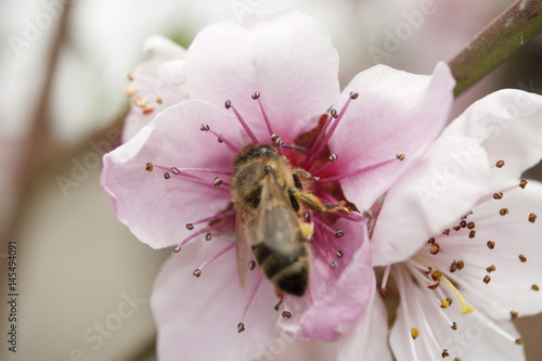 A bee collects pollen from a pink peach flower