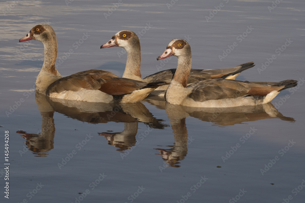 Obraz premium Egyptian Geese Reflection