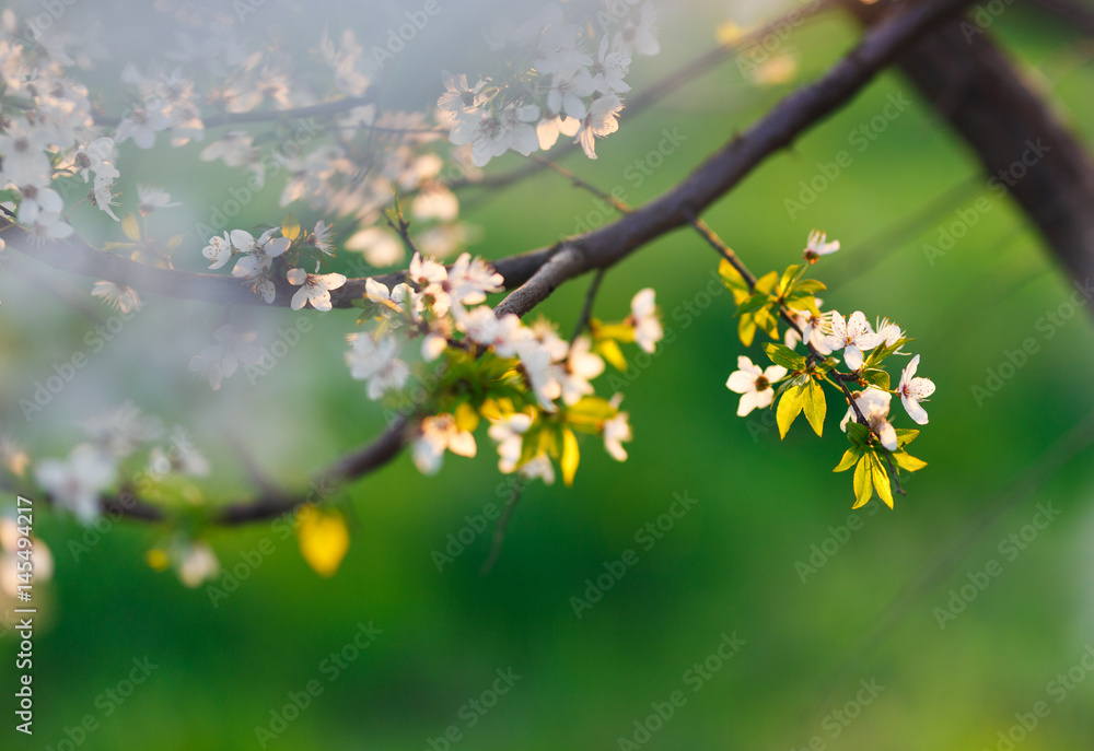 Blossom tree flowers closeup photo, sunset light Blossom tree flowers closeup photo, sunset light