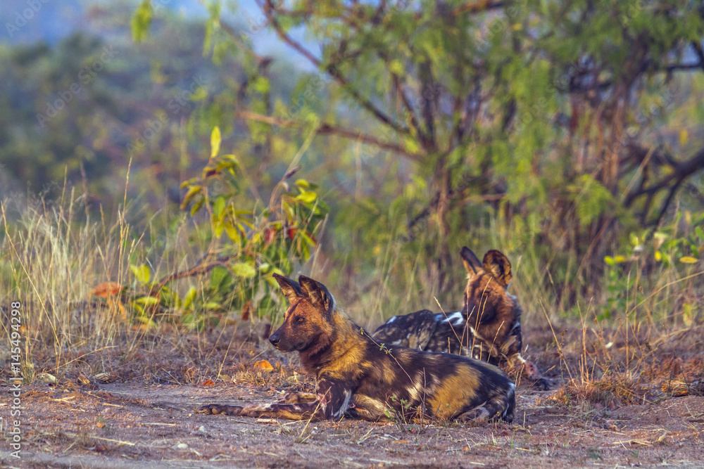 African wild dog in Kruger National park, South Africa African wild dog in Kruger National park, South Africa