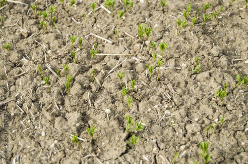 Fertilized cultivated field, fertilized green lentil field, fertilizer and agriculture 