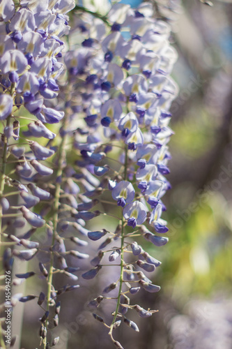 Wisteria. Spring lilac flower. Blooming garden. Warm spring.