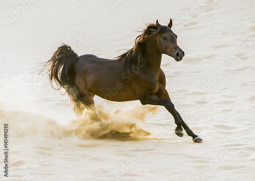 The Arabian stallion rushes through the desert