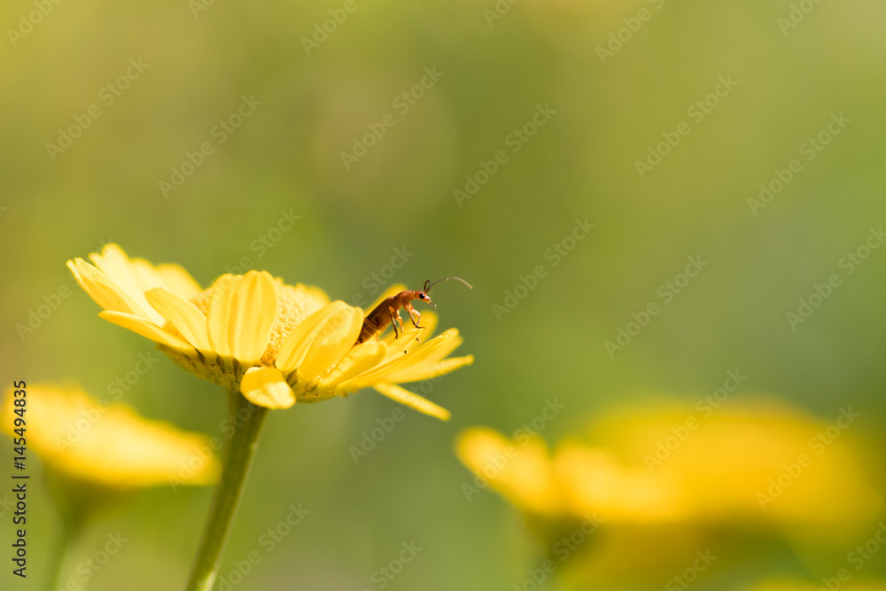 oranger Käfer sitzt auf gelber Blume oranger Käfer sitzt auf gelber Blume