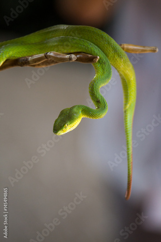 Beautiful green snake, Vogel's Green Pitviper, Trimeresurus [Viridovipera] vogeli.