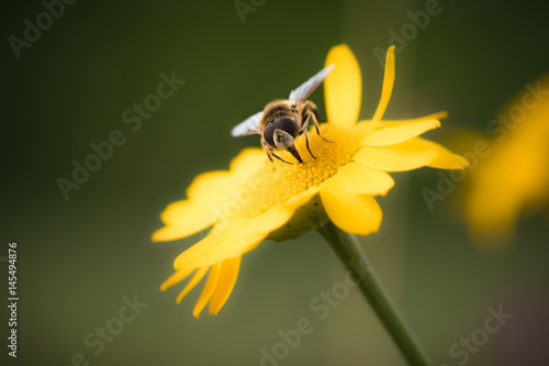 Schwebfliege sietzt auf gelber Blume © happylights