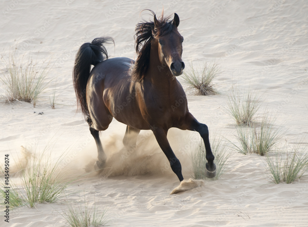 The Arabian stallion rushes through the desert The Arabian stallion rushes through the desert
