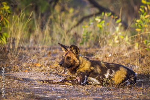 Fototapeta Naklejka Na Ścianę i Meble -  African wild dog in Kruger National park, South Africa