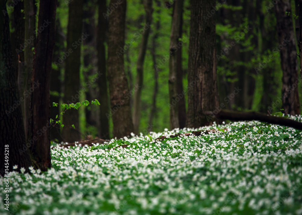 White blooming flowers in green forest among trees White blooming flowers in green forest among trees