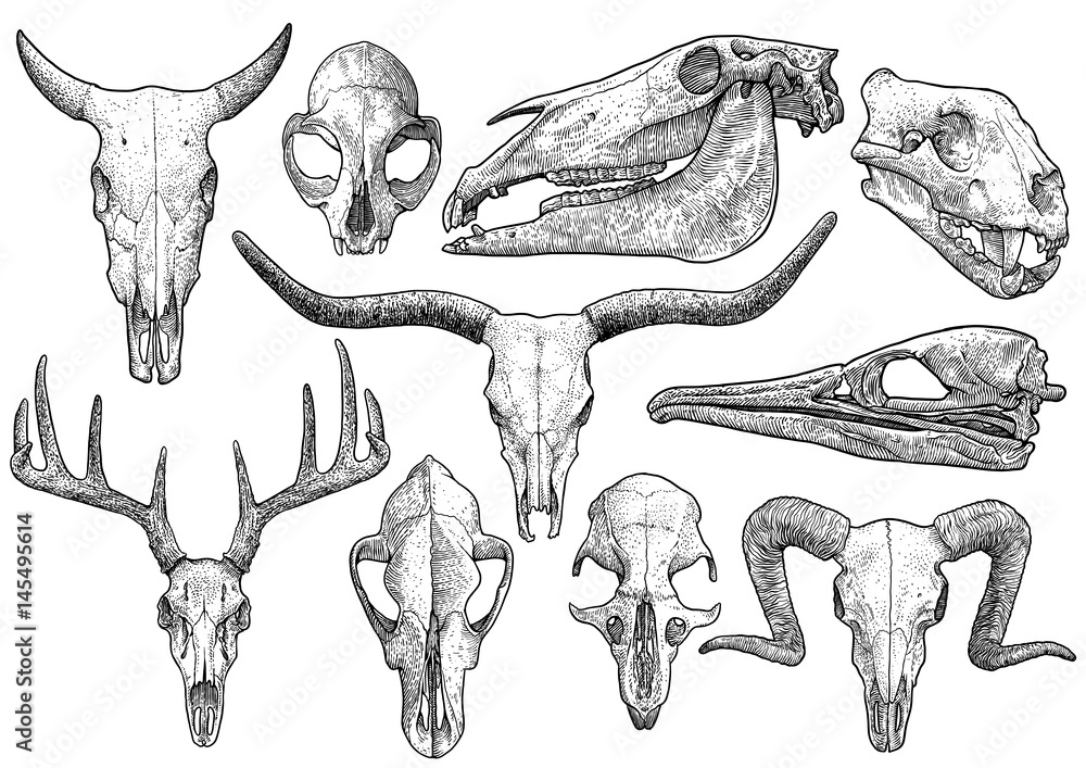 Animal skull collection illustration, drawing, engraving, ink, line art,  vector Stock Vector | Adobe Stock