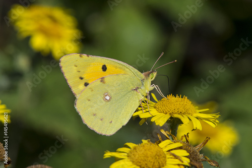 A male Clouded Yellow butterfly feeding on fleabane at Rye Harbour Nature Reserve, Kent, England. © Steven