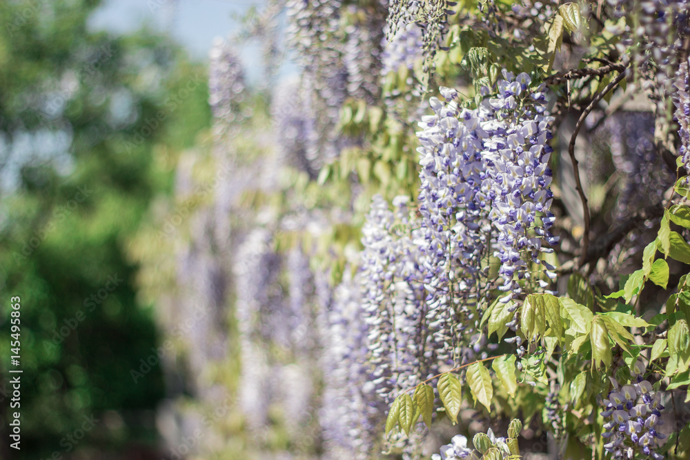 Wisteria. Spring lilac flower. Blooming garden. Warm spring. Wisteria. Spring lilac flower. Blooming garden. Warm spring.