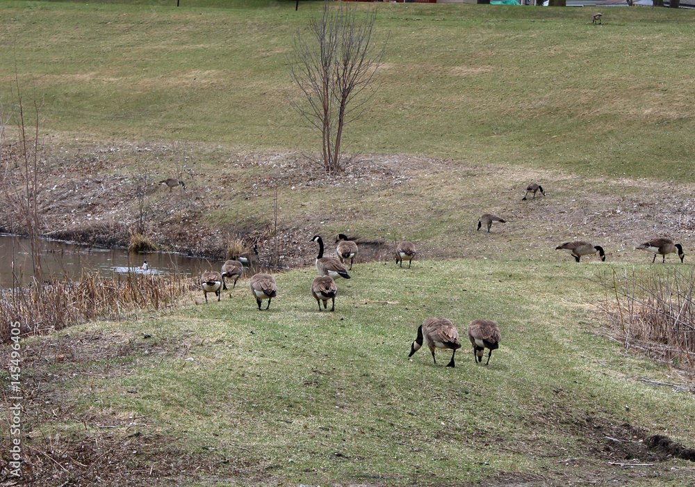 Geese by a Minnesota Lake Early Spring Geese by a Minnesota Lake Early Spring