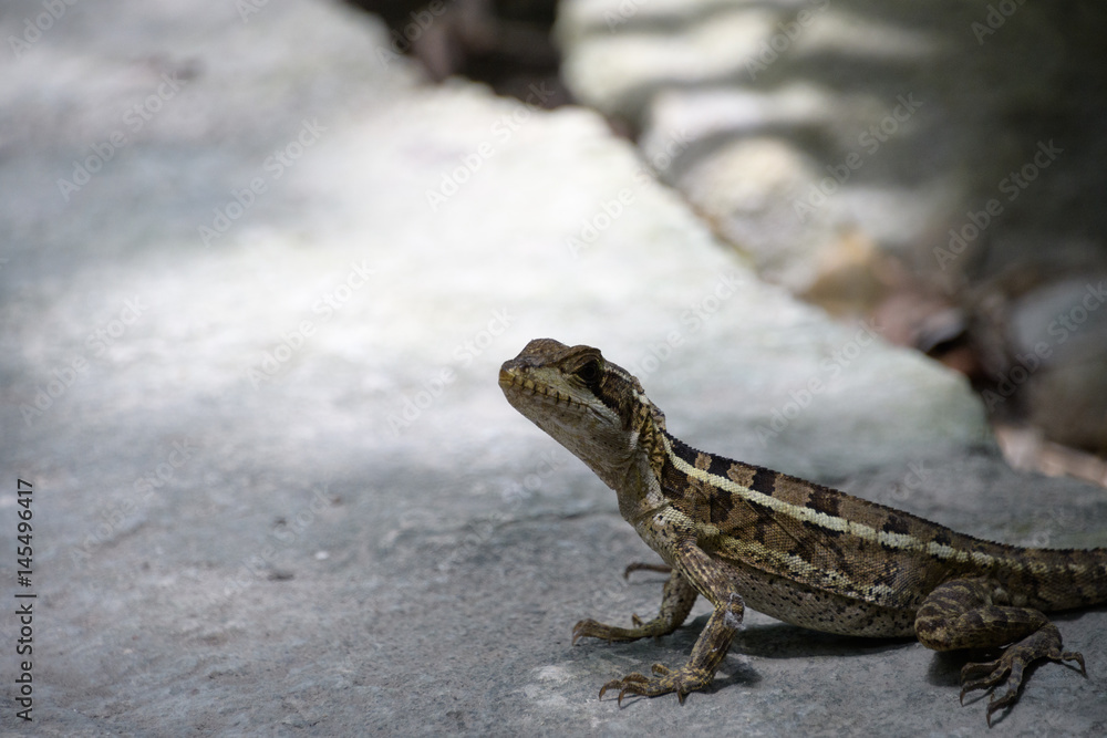 Obraz premium Iguana sunning himself on a rock