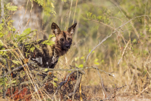 African wild dog in Kruger National park, South Africa © PACO COMO