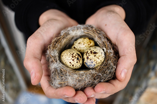 Boy holding a nest of quail eggs