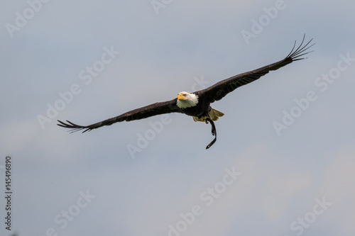 Wei  kopfseeadler im Flug - Haliaeetus leucocephalus