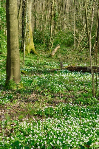 Premi  res fleures de printemps dans le bois