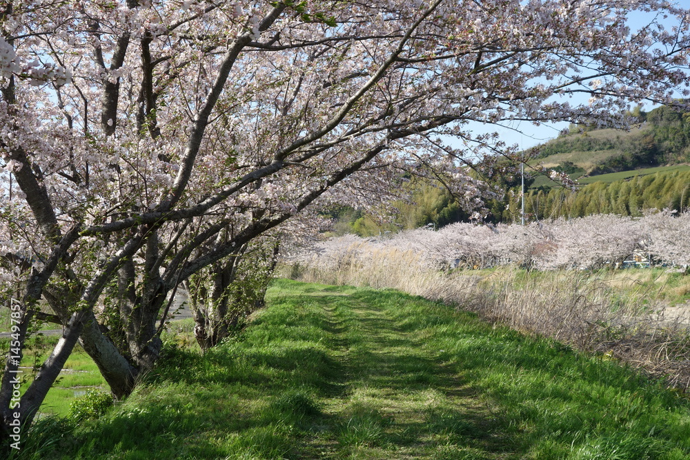 桜並木