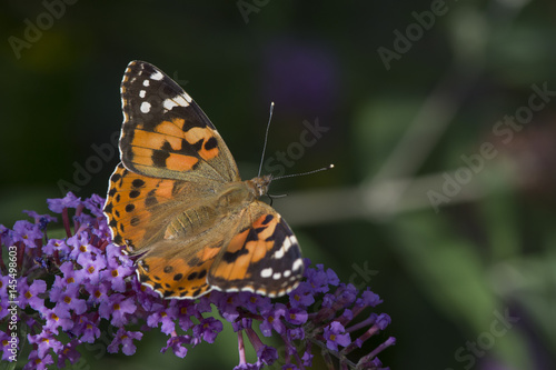 A Painted Lady butterfly feeding on the flowers of the butterfly bush (Buddleia).