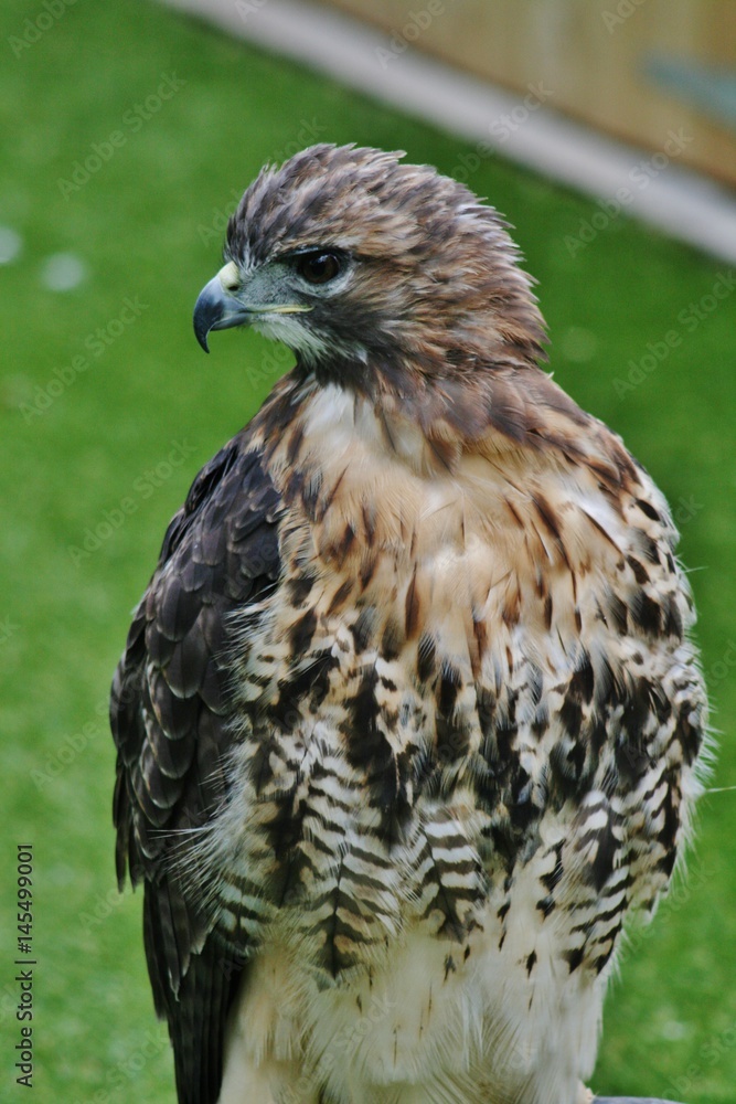 Red tailed Hawk Red tailed Hawk