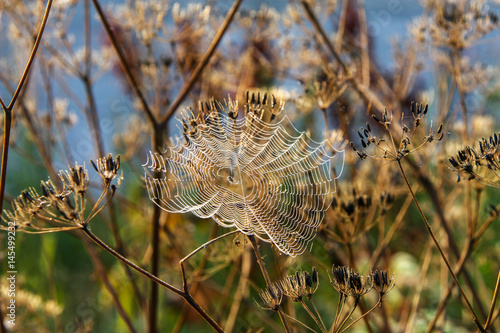 Wallpaper Mural Morning spider web and dry flowers Torontodigital.ca