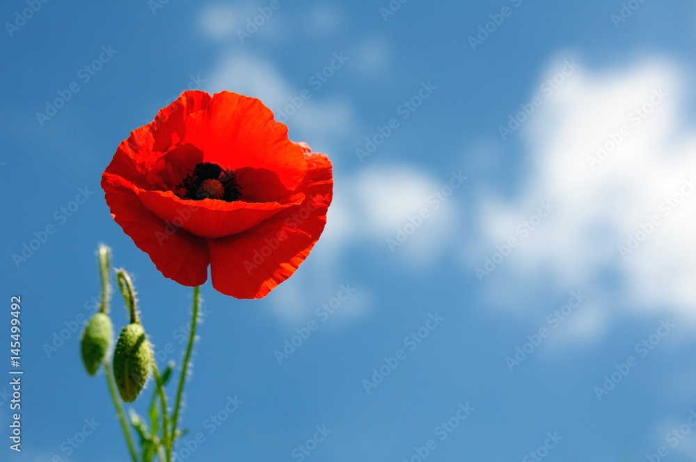 Fototapeta premium Nel sogno di un Papavero