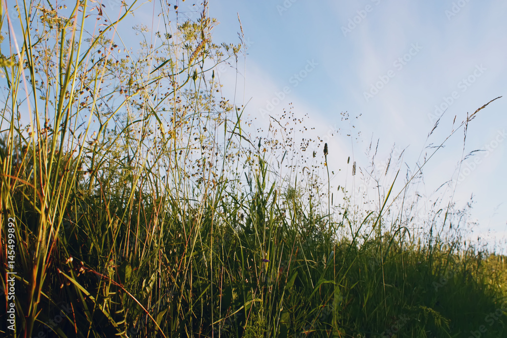 Fototapeta premium Summer grass
