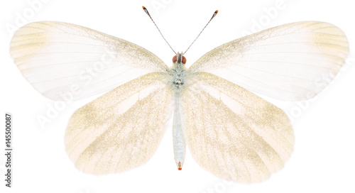 The green-veined white Pieris napi beautiful butterfly isolated on white background, ventral view of butterfly. photo