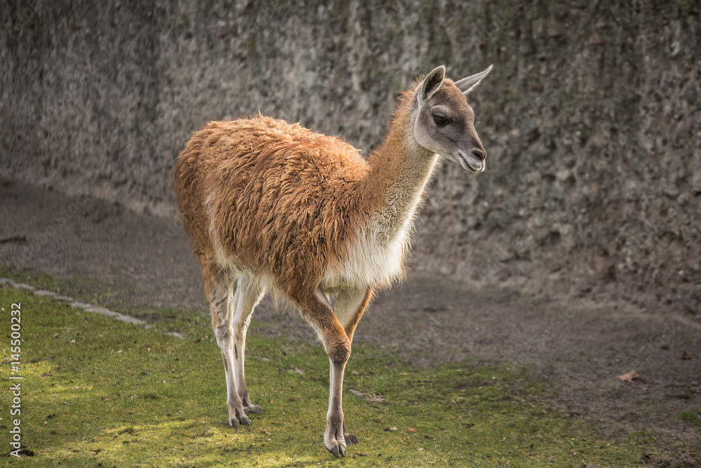 Naklejka premium Cute lama at zoo in Berlin 