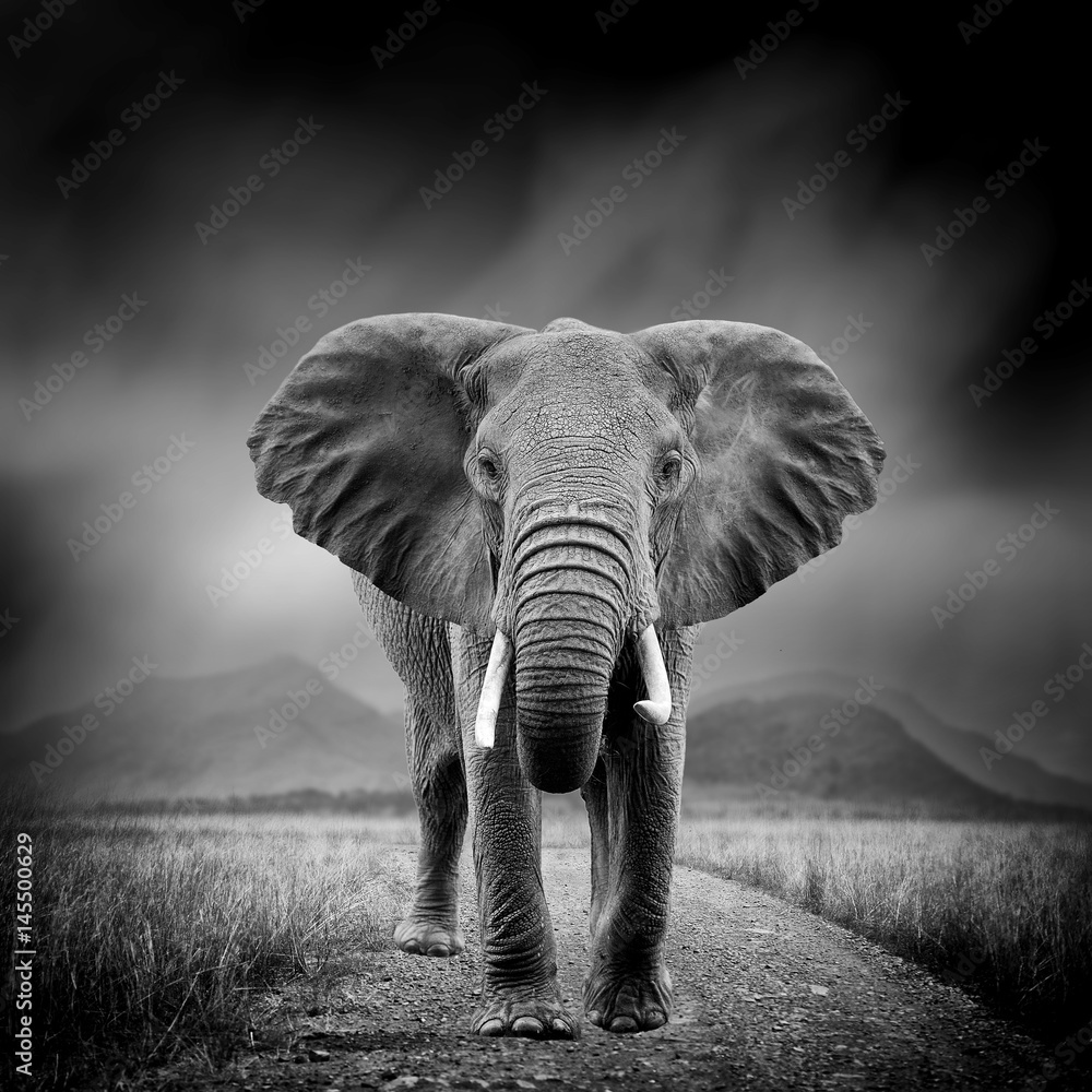 Naklejka premium Czarno-biały obraz słonia
