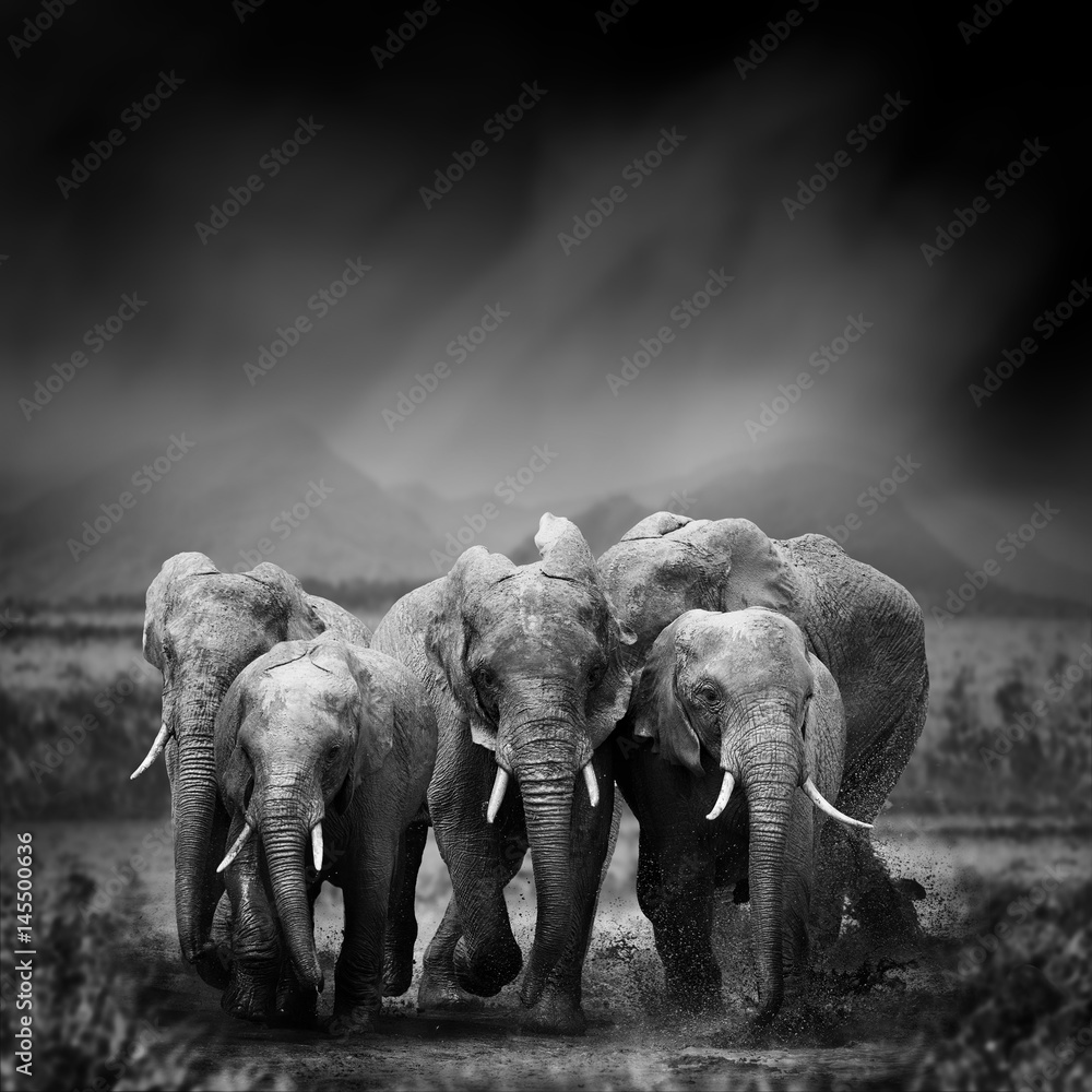 Naklejka premium Black and white image of a elephant