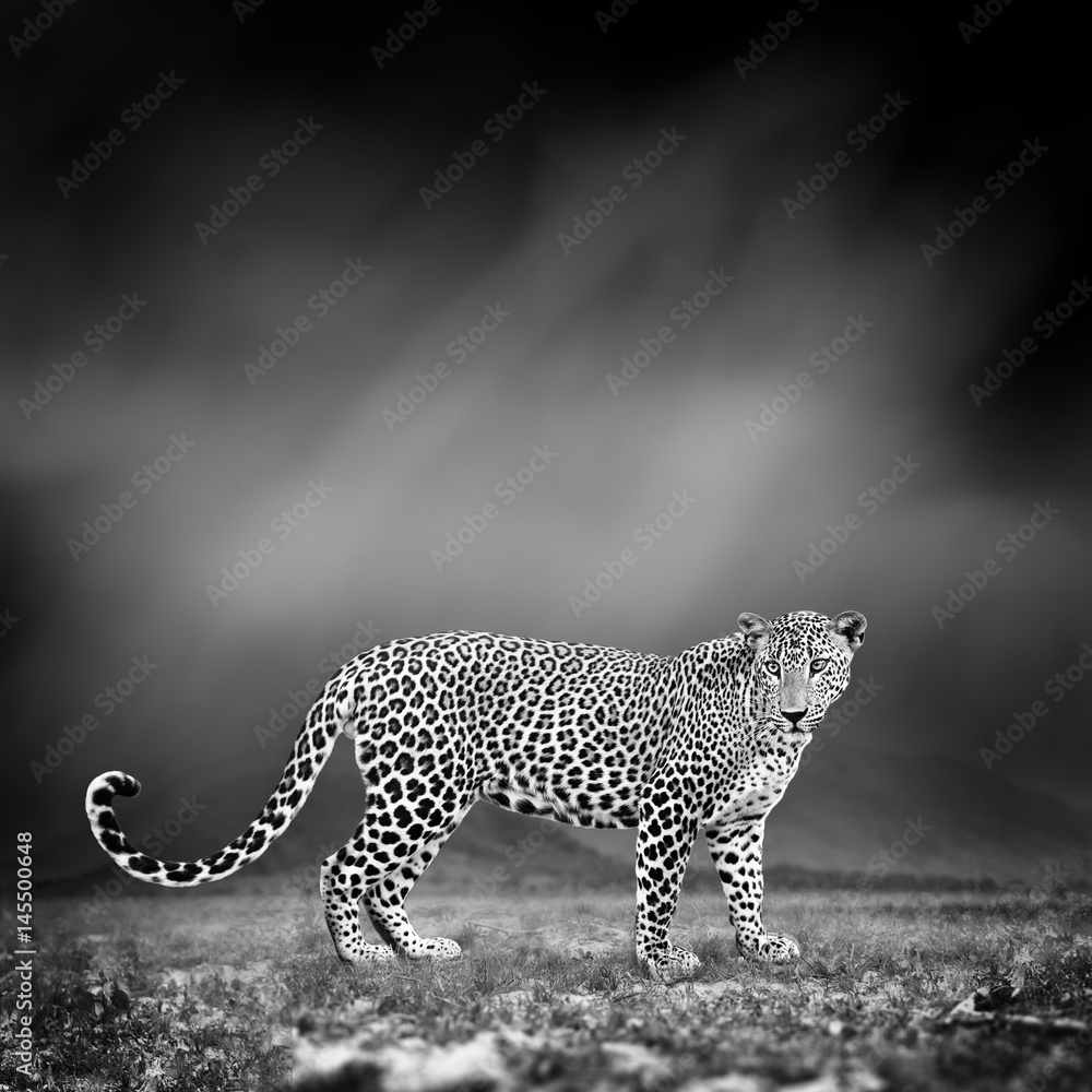 Obraz premium Black and white image of a leopard