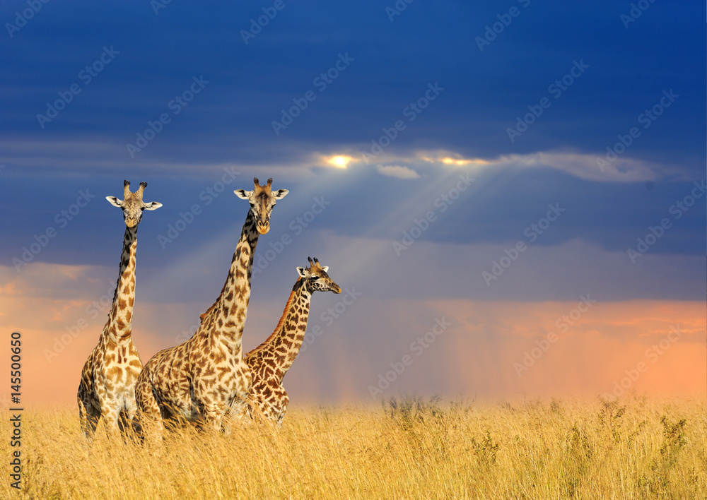 Fototapeta premium Żyrafa w Parku Narodowym Kenii